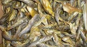 উজিরপুরে শুটকি তৈরি করে নিজেদের ভাগ্য বদল করছে ২৫টি পরিবার