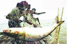 ভোলায় মা ইলিশ সংরক্ষণ অভিযান সফল করতে প্রচারণা