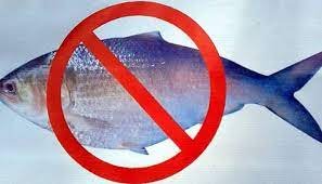 ভোলায় মা ইলিশ সংরক্ষণ অভিযান সফল করতে প্রচারণা