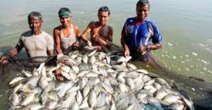 কুমিল্লায় প্লাবন ভূমিতে চাহিদার চেয়েও বেশি মাছ উৎপাদন