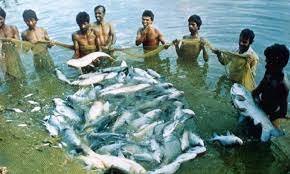 কুমিল্লায় প্লাবন ভূমিতে চাহিদার চেয়েও বেশি মাছ উৎপাদন