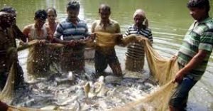 কুমিল্লায় প্লাবন ভূমিতে চাহিদার চেয়েও বেশি মাছ উৎপাদন