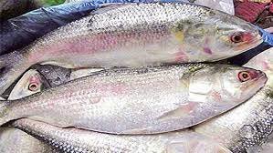 টানা ২২ দিন লক্ষ্মীপুরের মেঘনায় ইলিশ ধরা নিষেধ 2 টানা ২২ দিন লক্ষ্মীপুরের মেঘনায় ইলিশ ধরা নিষেধ