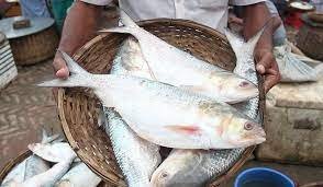 ভোলার মেঘনা ও তেঁতুলিয়া নদীতে ইলিশ শিকার শুরু হচ্ছে আগামীকাল