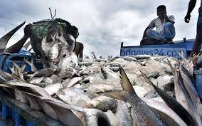 ভোলায় জমে উঠেছে ইলিশের বাজার 1 ভোলায় জমে উঠেছে ইলিশের বাজার