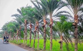 যশোরে চলছে খেজুরের রস আহরণের প্রস্তুতি