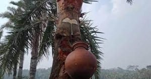 যশোরে চলছে খেজুরের রস আহরণের প্রস্তুতি