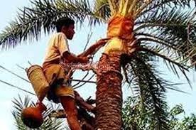 যশোরে চলছে খেজুরের রস আহরণের প্রস্তুতি