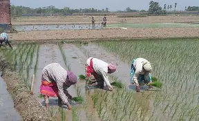 দিনাজপুরে মোহনপুর রাবার ড্যামে ফুটো হওয়ায় বোরো সেচ নিয়ে উদ্বিগ্ন ৯ ইউনিয়নের কৃষক