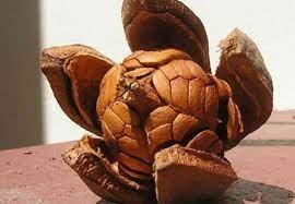 কৃষকরা মেহগিনির ছাল-বাকল-ফল দিয়ে তৈরী করছে প্রাকৃতিক বালাইনাশক, উপকৃত হচ্ছেন 3 মেহগিনির ছাল-বাকল-ফল দিয়ে তৈরী হচ্ছে প্রাকৃতিক বালাইনাশক, উপকৃত হচ্ছেন কৃষকরা