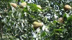 কৃষকরা মেহগিনির ছাল-বাকল-ফল দিয়ে তৈরী করছে প্রাকৃতিক বালাইনাশক, উপকৃত হচ্ছেন 1 মেহগিনির ছাল-বাকল-ফল দিয়ে তৈরী হচ্ছে প্রাকৃতিক বালাইনাশক, উপকৃত হচ্ছেন কৃষকরা