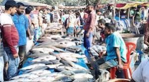 বগুড়ার বিভিন্ন স্থানে বসেছে নবান্নের মাছের মেলা