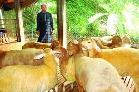 বরিশালের বাদল দুম্বা ও ছাগলের খামার করে এখন স্বাবলম্বী