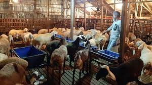 বরিশালের বাদল দুম্বা ও ছাগলের খামার করে এখন স্বাবলম্বী