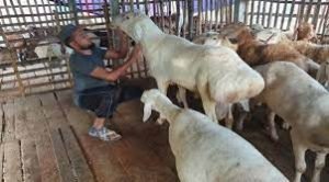 বরিশালের বাদল দুম্বা ও ছাগলের খামার করে এখন স্বাবলম্বী