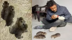 ভোলায় উদ্ধার হওয়া মেছো বাঘের বাচ্চাগুলো ভালো আছে 1 ভোলায় উদ্ধার হওয়া মেছো বাঘের বাচ্চাগুলো ভালো আছে