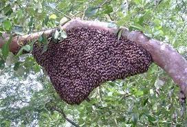 ঝিনাইগাতীতে মধু সংগ্রহ করছে ভ্রাম্যমাণ মৌ চাষিরা