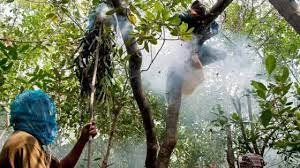 ঝিনাইগাতীতে মধু সংগ্রহ করছে ভ্রাম্যমাণ মৌ চাষিরা