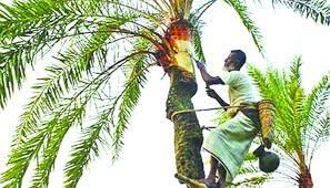 বরিশালে খেজুর রস সংগ্রহে ব্যস্ত সময় পার করছে গাছিরা