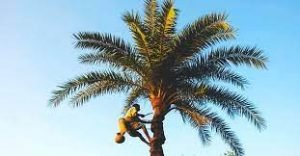 বরিশালে খেজুর রস সংগ্রহে ব্যস্ত সময় পার করছে গাছিরা