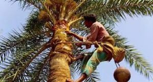 বরিশালে খেজুর রস সংগ্রহে ব্যস্ত সময় পার করছে গাছিরা
