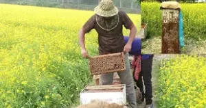 ফেনীতে সরিষা ফুল থেকে মধু আহরণ 4 ফেনীতে সরিষা ফুল থেকে মধু আহরণ