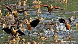 অতিথি পাখির কলকাকলিতে মুখরিত নড়াইলের অরুনিমা রিসোর্ট 