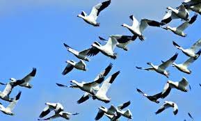 অতিথি পাখির কলকাকলিতে মুখরিত নড়াইলের অরুনিমা রিসোর্ট 