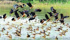 অতিথি পাখির কলকাকলিতে মুখরিত নড়াইলের অরুনিমা রিসোর্ট 