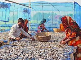 দাউদকান্দির পেন্নাই গ্রামে শিদল শুটকি তৈরিতে ব্যস্ত কারিগররা