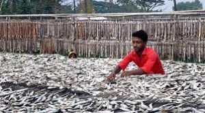 দাউদকান্দির পেন্নাই গ্রামে শিদল শুটকি তৈরিতে ব্যস্ত কারিগররা