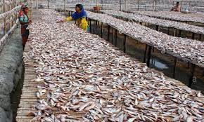 দাউদকান্দির পেন্নাই গ্রামে শিদল শুটকি তৈরিতে ব্যস্ত কারিগররা