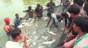 দাউদকান্দির প্লাবনভূমিতে বসন্ত গ্রীষ্মে ধান -বর্ষা হেমন্তে মাছ চাষ 3 দাউদকান্দির প্লাবনভূমিতে বসন্ত গ্রীষ্মে ধান -বর্ষা হেমন্তে মাছ চাষ