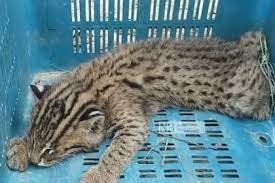 ভোলায় উদ্ধার হওয়া মেছো বাঘের বাচ্চাগুলো ভালো আছে 3 ভোলায় উদ্ধার হওয়া মেছো বাঘের বাচ্চাগুলো ভালো আছে