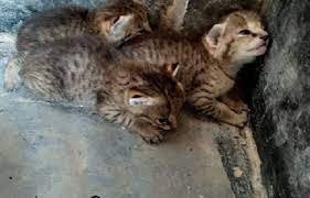 ভোলায় উদ্ধার হওয়া মেছো বাঘের বাচ্চাগুলো ভালো আছে 2 ভোলায় উদ্ধার হওয়া মেছো বাঘের বাচ্চাগুলো ভালো আছে