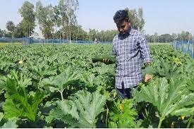 করোনাকালে পতিত জমি কাজে লাগিয়ে শাকিল আহমেদ এখন সফল উদ্যেক্তা