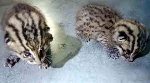 ভোলায় উদ্ধার হওয়া মেছো বাঘের বাচ্চাগুলো ভালো আছে 4 ভোলায় উদ্ধার হওয়া মেছো বাঘের বাচ্চাগুলো ভালো আছে