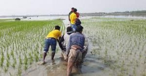 কুমিল্লায় দুইটি খালপুনঃখননে হাসছে দুই হাজার কৃষক পরিবার