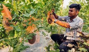 করোনাকালে পতিত জমি কাজে লাগিয়ে শাকিল আহমেদ এখন সফল উদ্যেক্তা