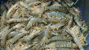 চিংড়ি উৎপাদন ও রফতানিতে সব সমস্যা সমাধানের আশ্বাস দিলেন মৎস্য ও প্রাণিসম্পদ মন্ত্রী