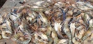 চিংড়ি উৎপাদন ও রফতানিতে সব সমস্যা সমাধানের আশ্বাস দিলেন মৎস্য ও প্রাণিসম্পদ মন্ত্রী