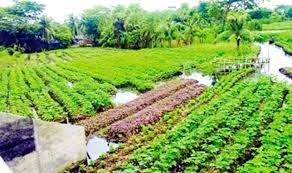 যশোরে নদের বুকে ভাসমান সবজি চাষে স্বাবলম্বী হওয়ার পথে কৃষক-কৃষাণী