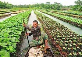 যশোরে নদের বুকে ভাসমান সবজি চাষে স্বাবলম্বী হওয়ার পথে কৃষক-কৃষাণী