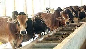 দুগ্ধ ও মাংস উৎপাদন বৃদ্ধিতে ৪৪ কোটি ১০ লাখ টাকা ঋণ 1 দুগ্ধ ও মাংস উৎপাদন বৃদ্ধিতে ৪৪ কোটি ১০ লাখ টাকা ঋণ