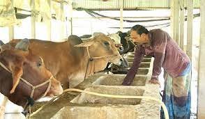 দুগ্ধ ও মাংস উৎপাদন বৃদ্ধিতে ৪৪ কোটি ১০ লাখ টাকা ঋণ 3 দুগ্ধ ও মাংস উৎপাদন বৃদ্ধিতে ৪৪ কোটি ১০ লাখ টাকা ঋণ