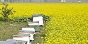 ফেনীতে সরিষা ফুল থেকে মধু আহরণ 1 ফেনীতে সরিষা ফুল থেকে মধু আহরণ