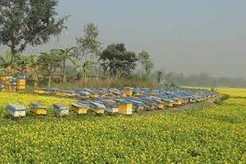 ফেনীতে সরিষা ফুল থেকে মধু আহরণ 2 ফেনীতে সরিষা ফুল থেকে মধু আহরণ
