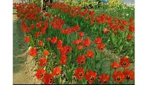 হিমশীতল দেশের টিউলিপের যশোরের গদখালী জয় 