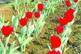 হিমশীতল দেশের টিউলিপের যশোরের গদখালী জয় 