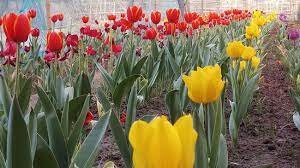 হিমশীতল দেশের টিউলিপের যশোরের গদখালী জয় 